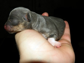 This is the only baby we had this litter.  We thought Rosie was going to have at least 2-3 but, this little girl was it!  What a surprise it was for us.  I was up all night worrying about her and took the mom to the vet ASAP that morning for an ultrasound just to make sure.  She is a bright silky silver color with tan and white markings just like her mom.