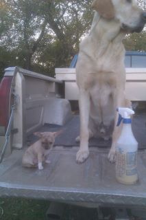 Olive helping doing chores on the farm with Rhonda